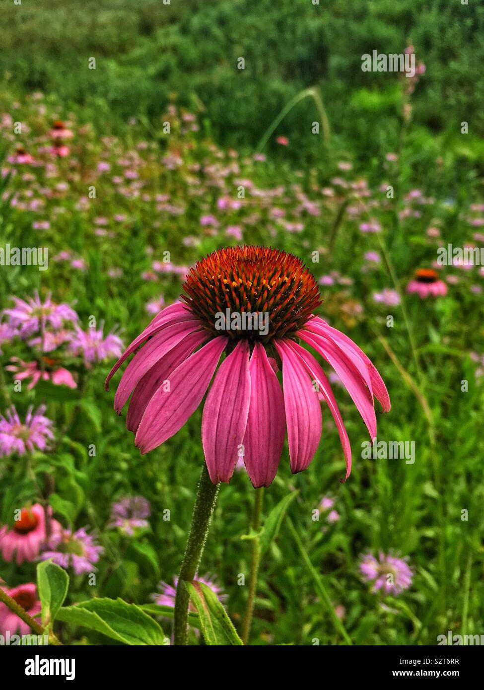 Beautiful pink flower, Echinacea purpurea, eastern purple coneflower, hedgehog coneflower, or purple coneflower. - Smartphone Captured Stock Image