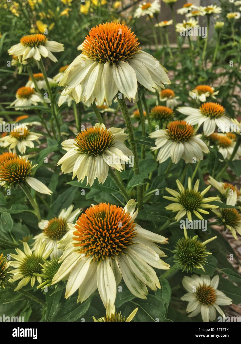 Beautiful white  flowers, Echinacea purpurea, eastern purple coneflower, hedgehog coneflower, or purple coneflower. - Smartphone Captured Stock Image