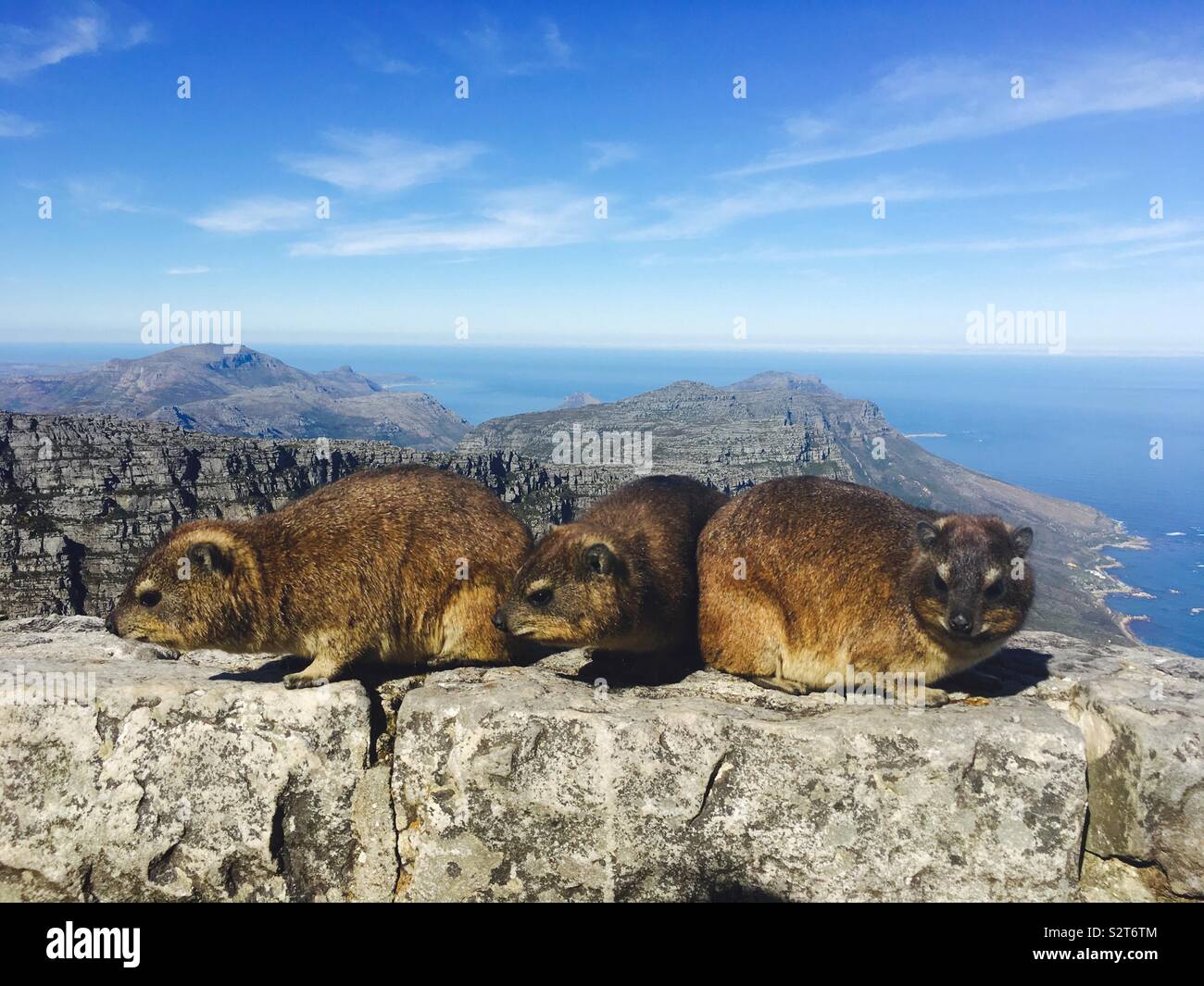 Dassies High Resolution Stock Photography and Images - Alamy