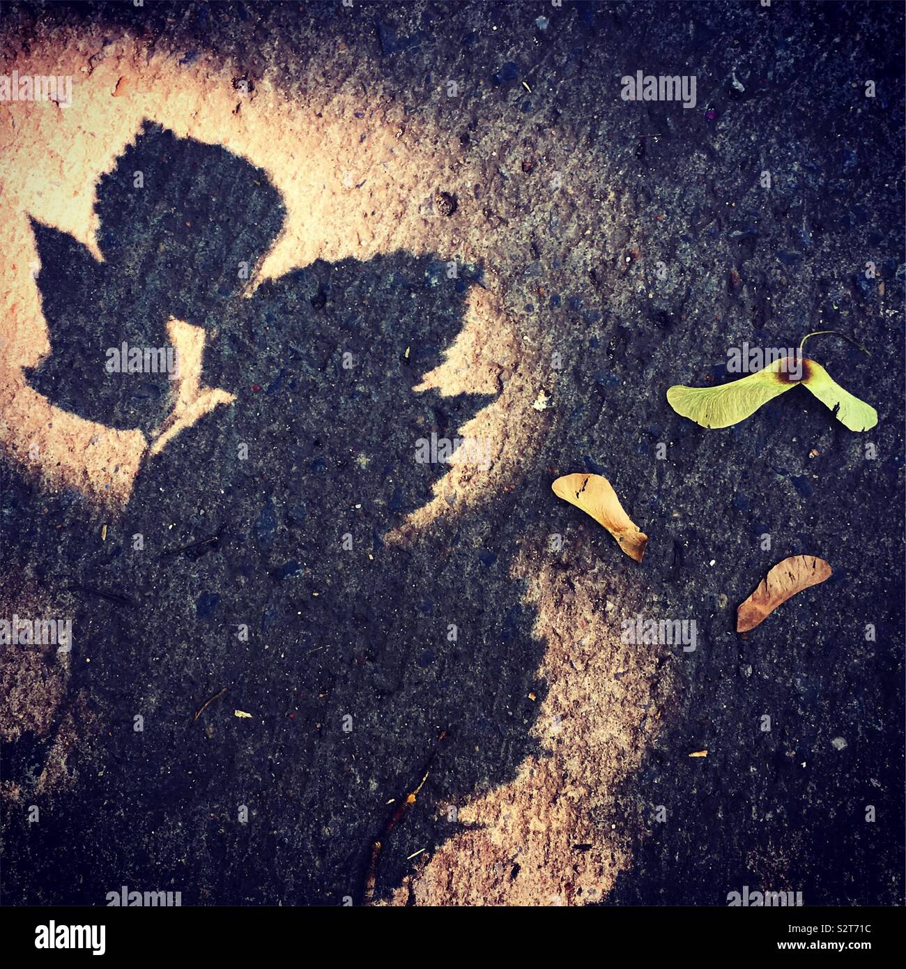 Urban nature - Smartphone Captured Stock Image