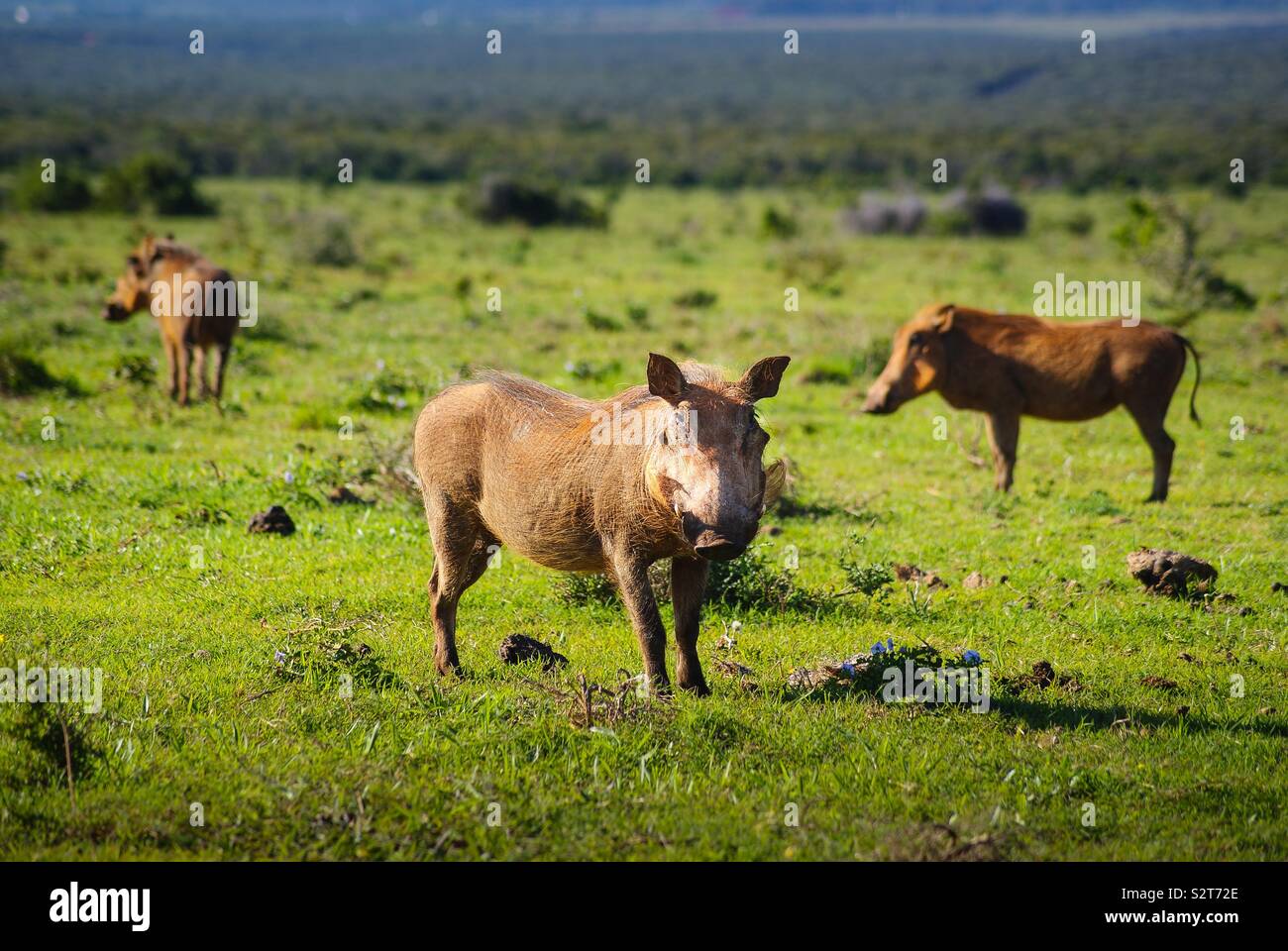 African wild boar hires stock photography and images Alamy