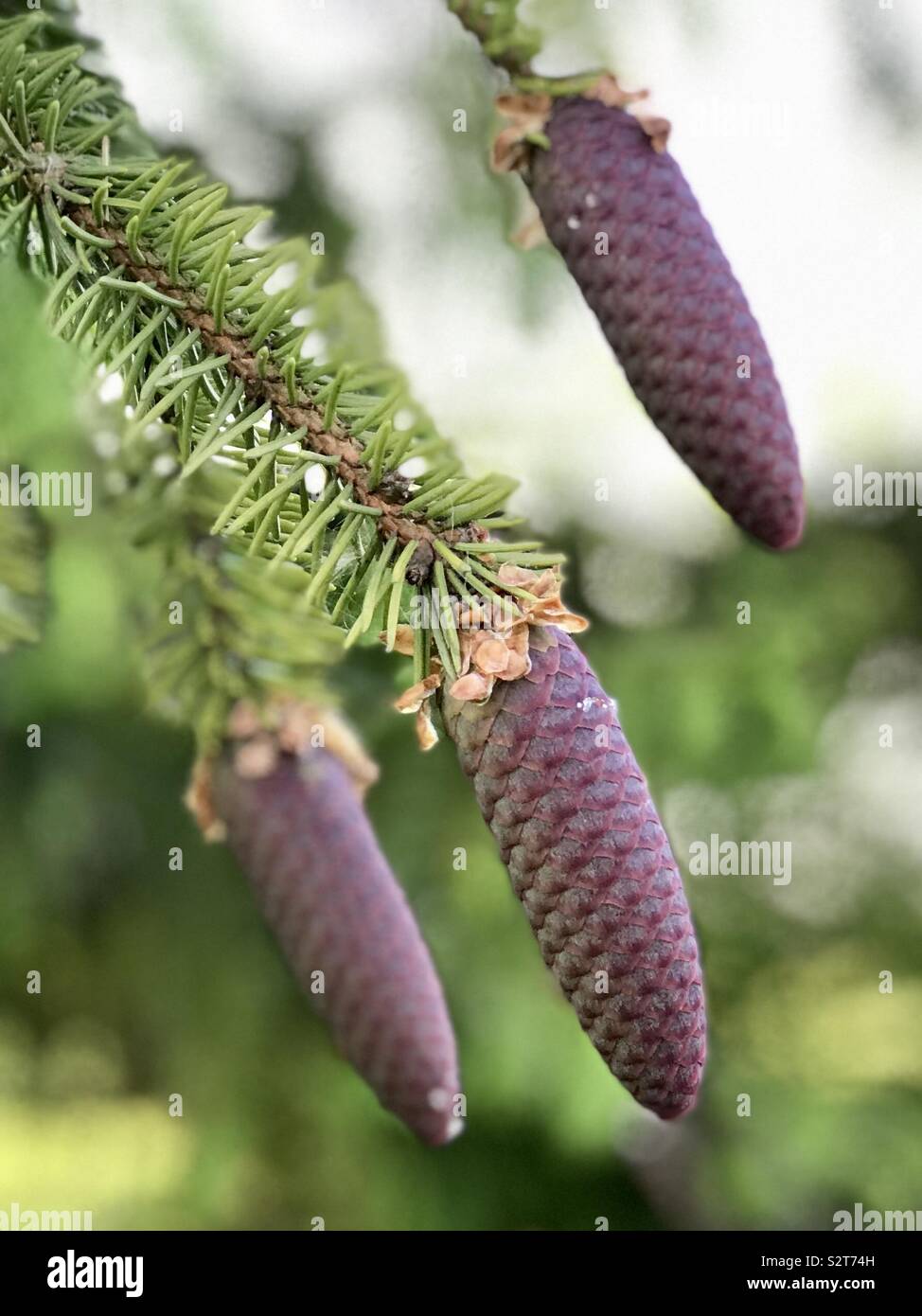 Pinus Lambertiana - Sugar Cone Pine Stock Photo