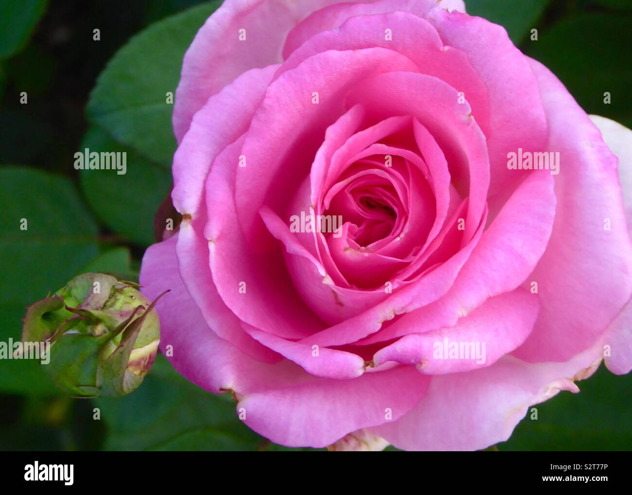 Pink rose flower Stock Photo