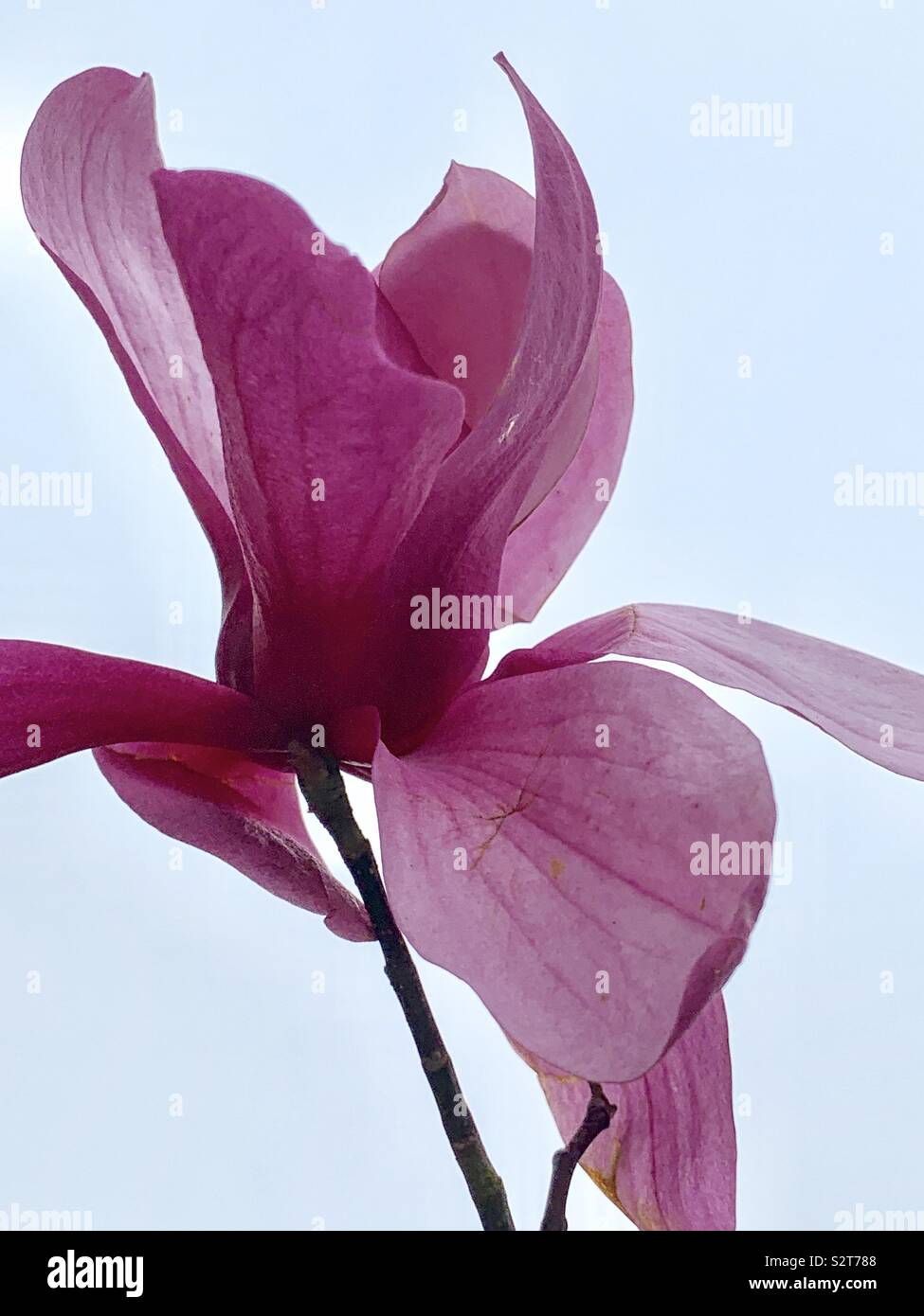 Pink magnolia bloom closeup - Smartphone Captured Stock Image