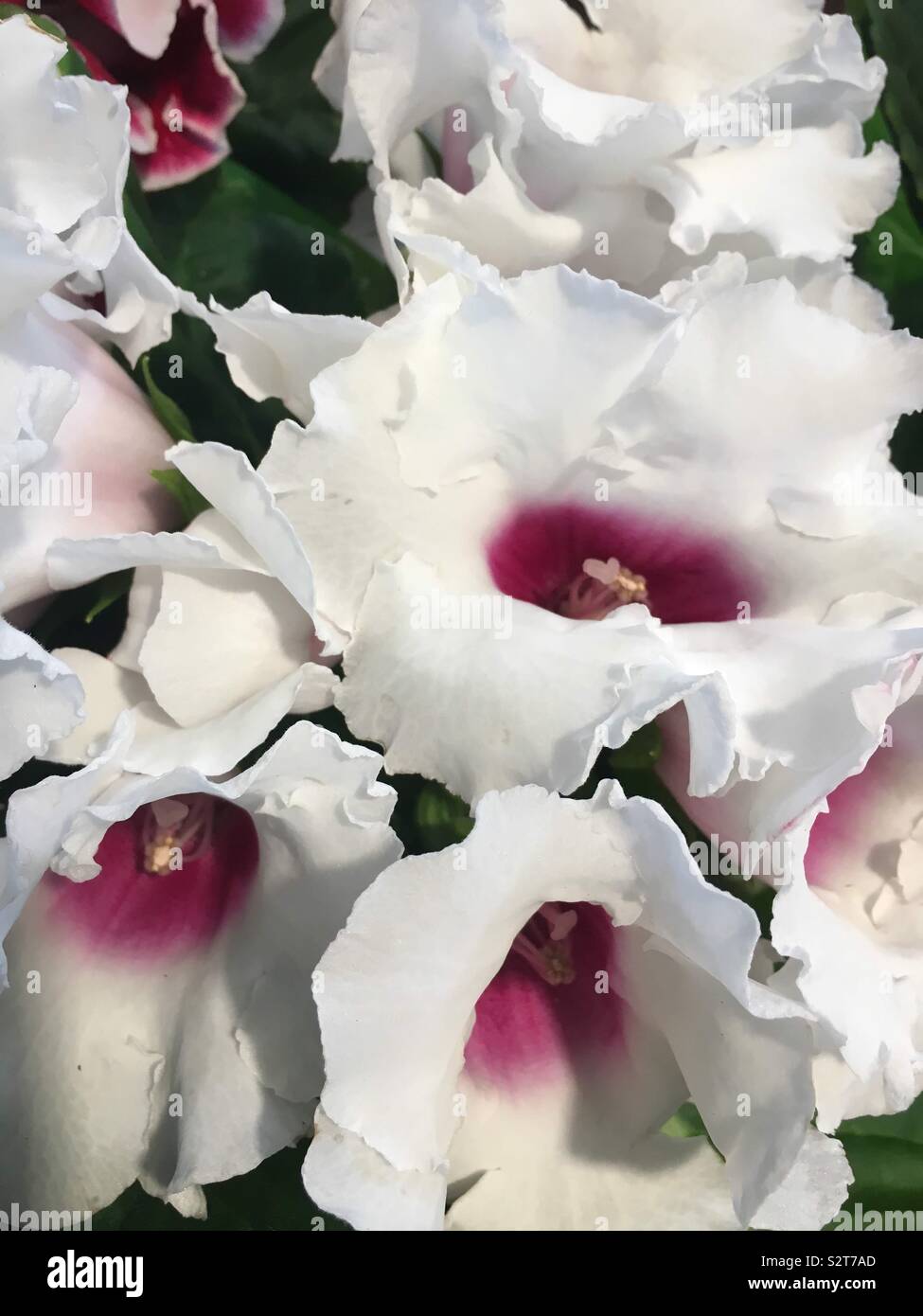 Pink white flowers hi-res stock photography and images - Alamy
