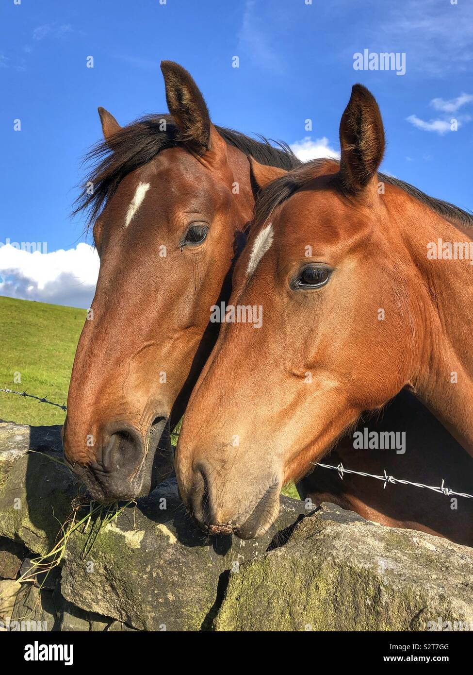 A horse and it’s fowl - Smartphone Captured Stock Image