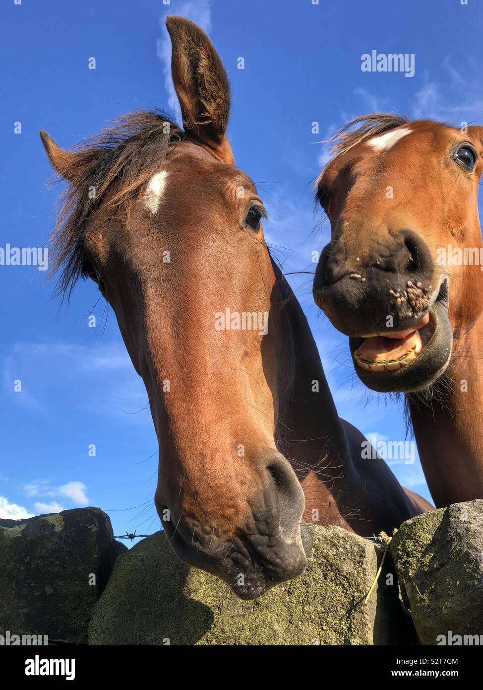 A horse and it’s fowl - Smartphone Captured Stock Image