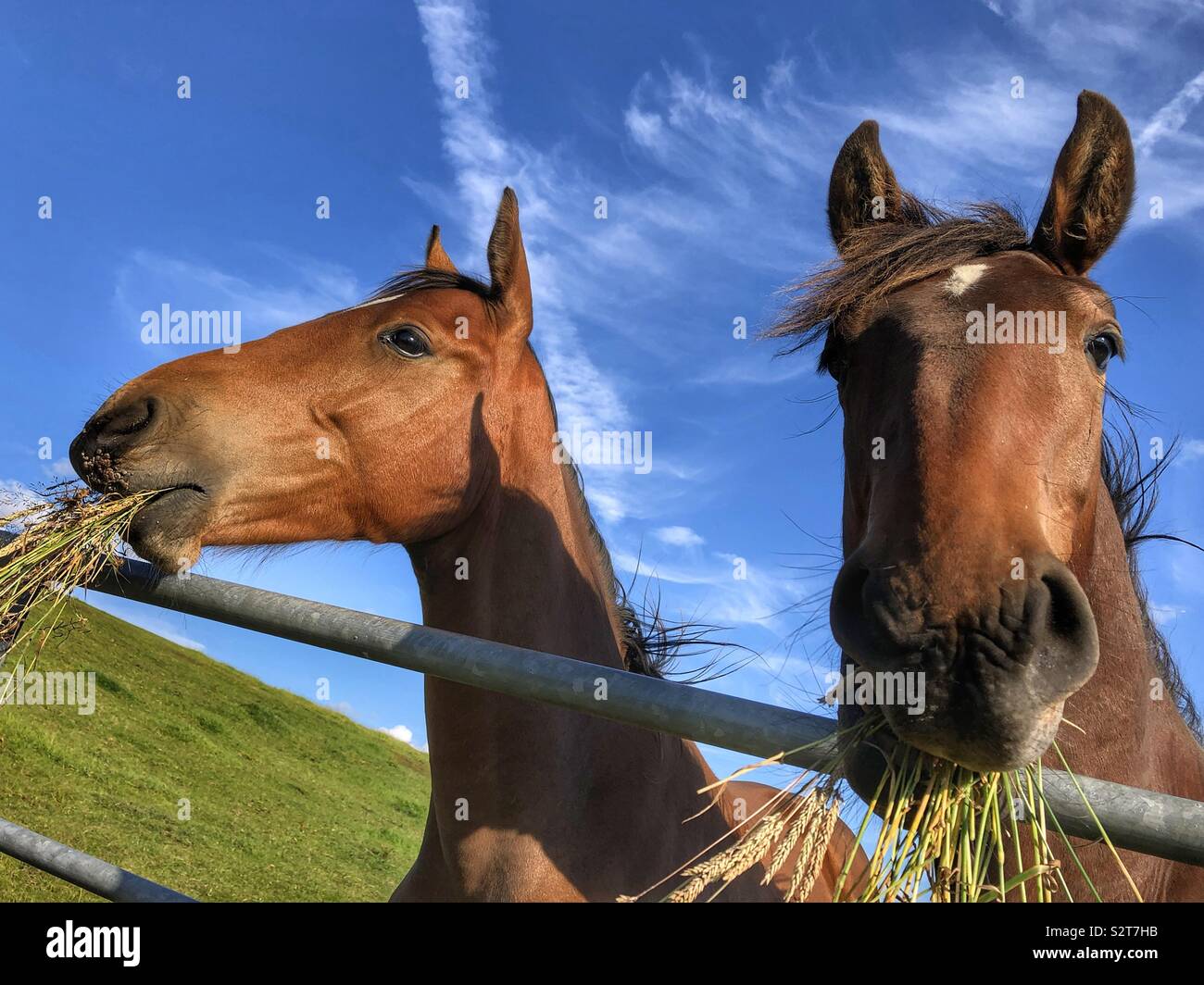 A horse and it’s fowl - Smartphone Captured Stock Image