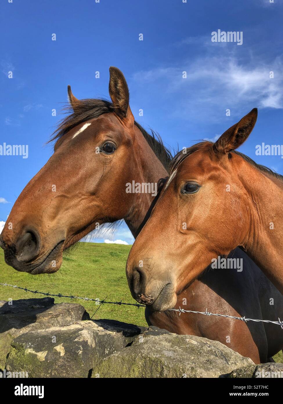 A horse and it’s fowl - Smartphone Captured Stock Image