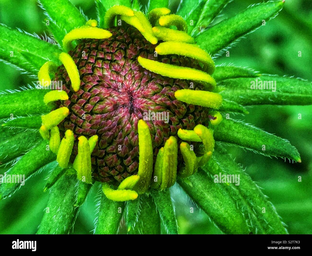 Closeup of a yellow echinacea coneflower. - Smartphone Captured Stock Image