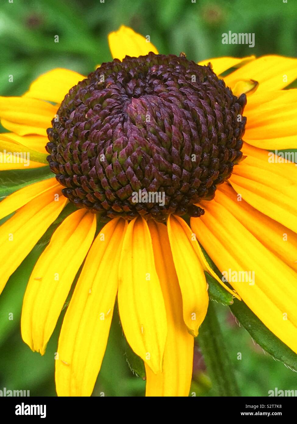 Closeup of a yellow coneflower Echinacea. - Smartphone Captured Stock Image