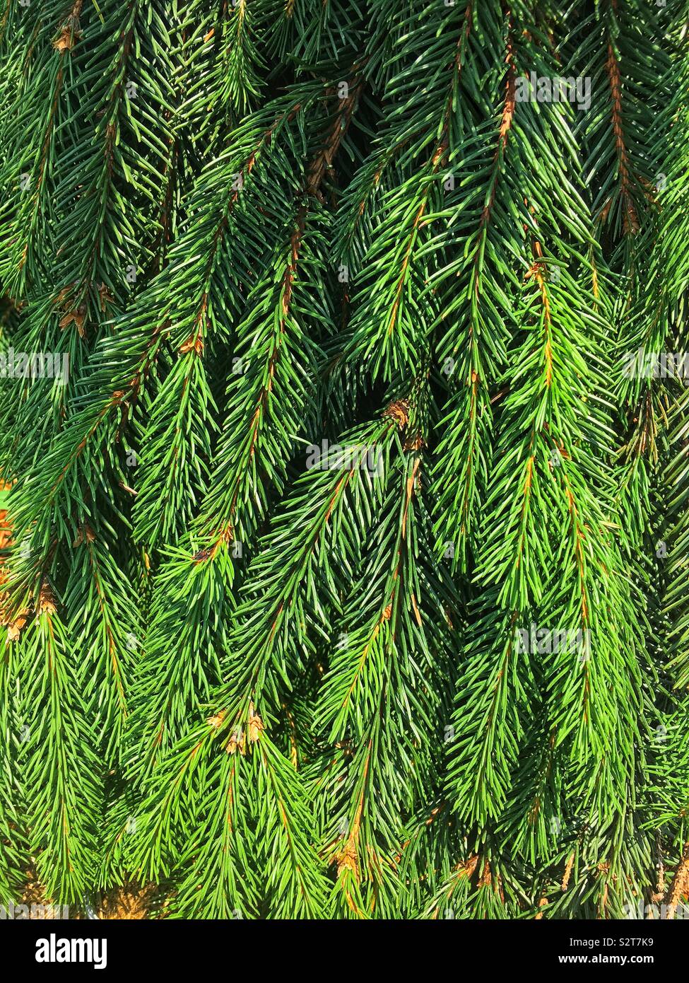 Weeping pine tree, inversa norway spruce. Stock Photo