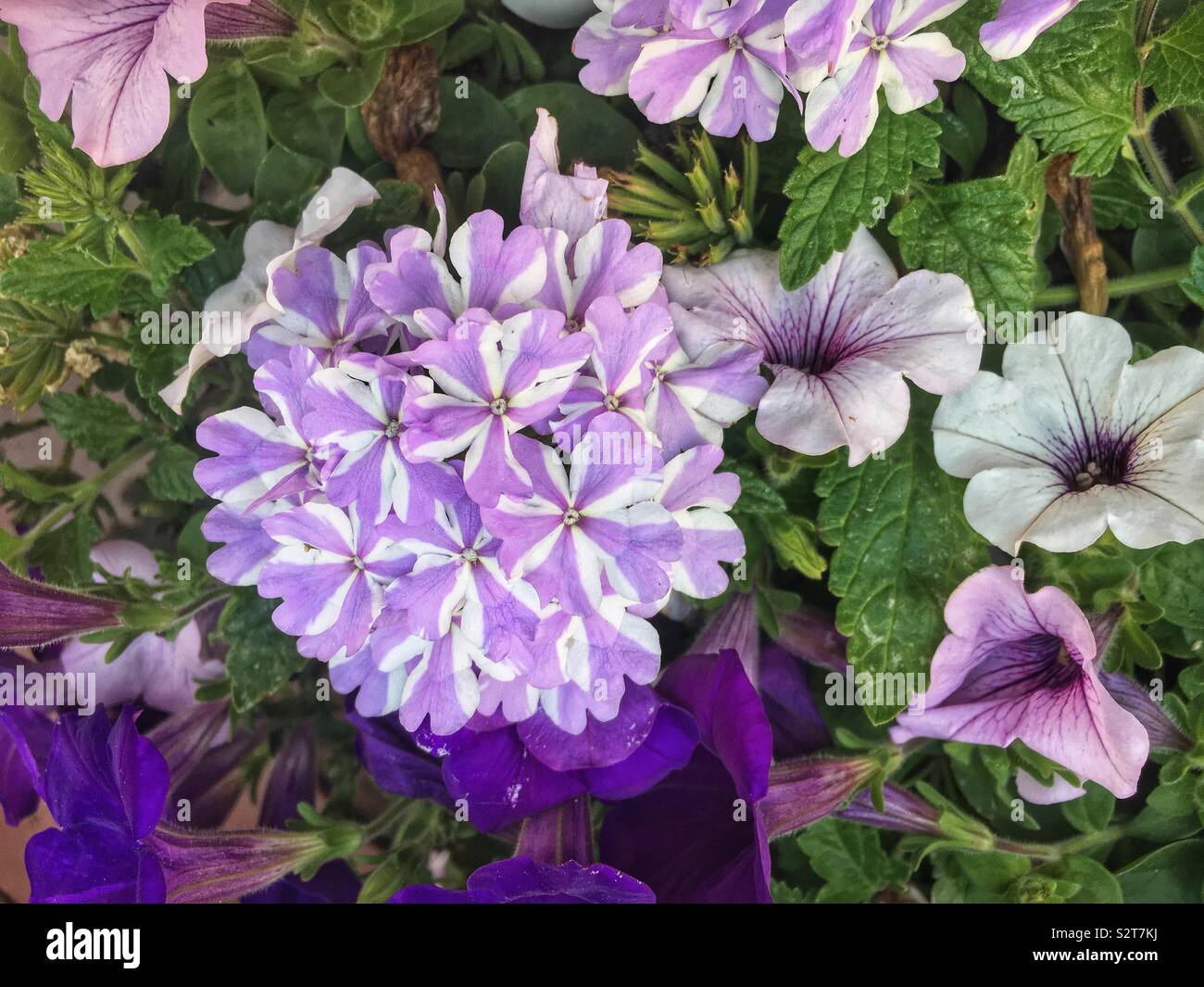 Assortment of purple flowers including striped hydrangeas and petunias. Stock Photo