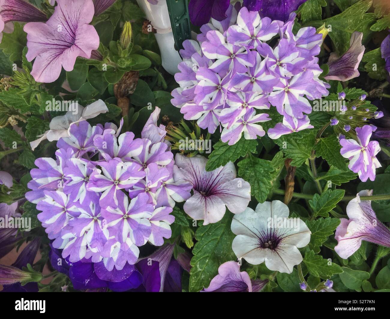 Assortment of purple flowers including striped hydrangeas and pretty petunias. Stock Photo