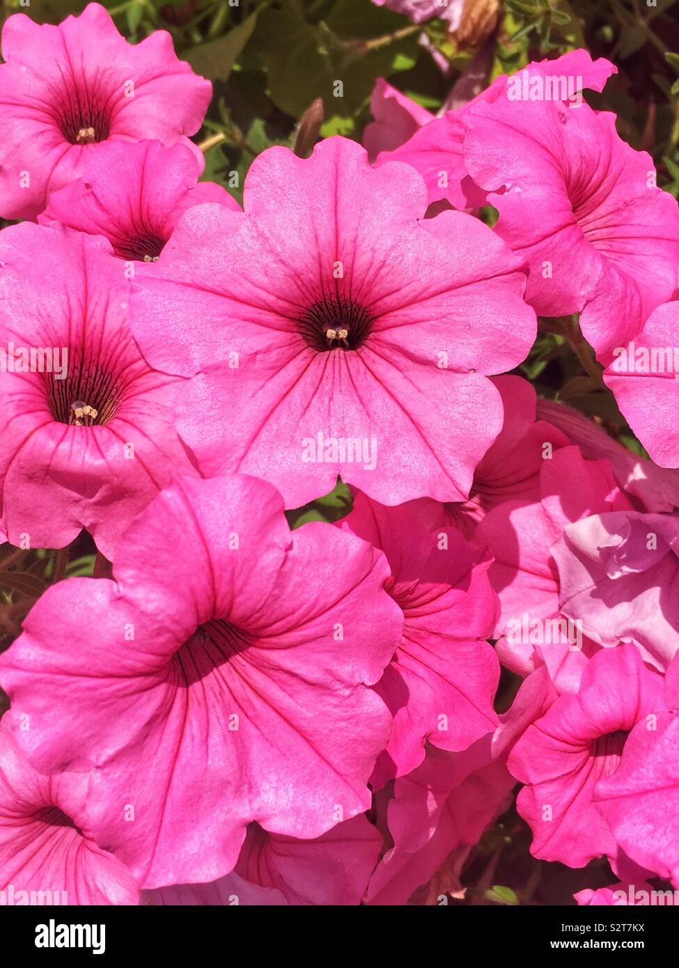 Pretty pink petunias. Stock Photo