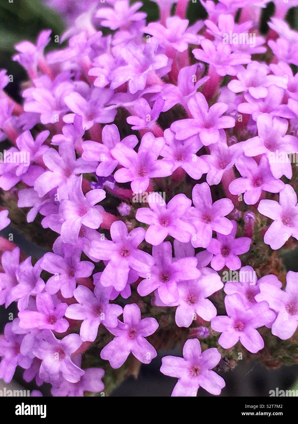 Tiny purple verbena flowers in full bloom. - Smartphone Captured Stock Image
