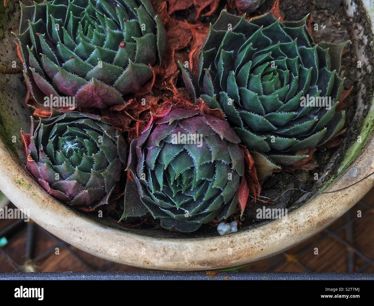 Potted succulents hi-res stock photography and images - Alamy