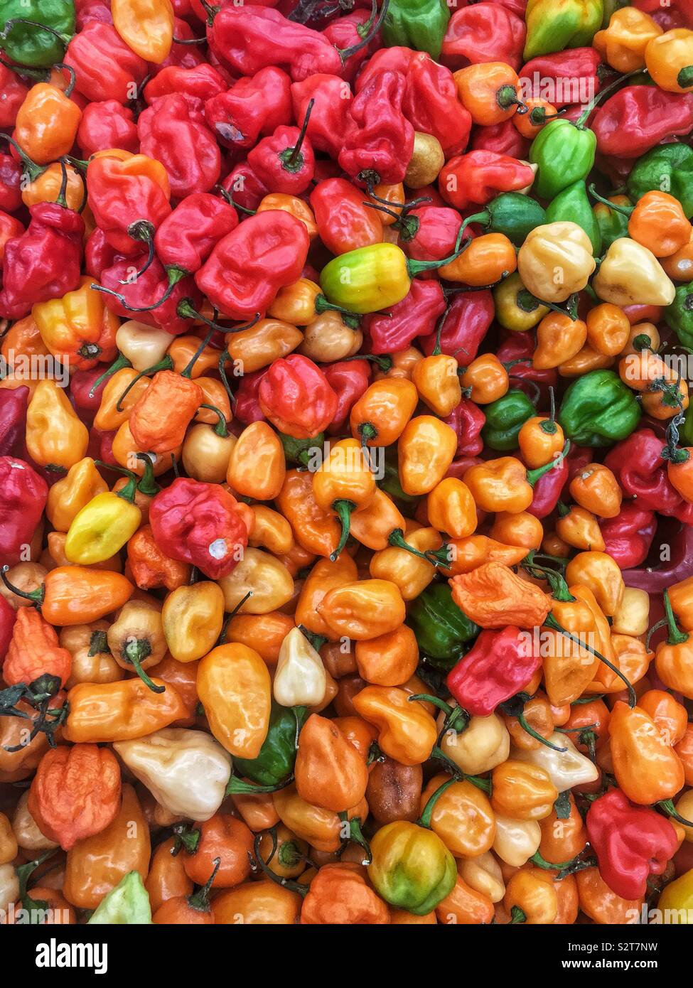 Variety of farm fresh spicy red, orange, yellow, and green habanero peppers. Stock Photo