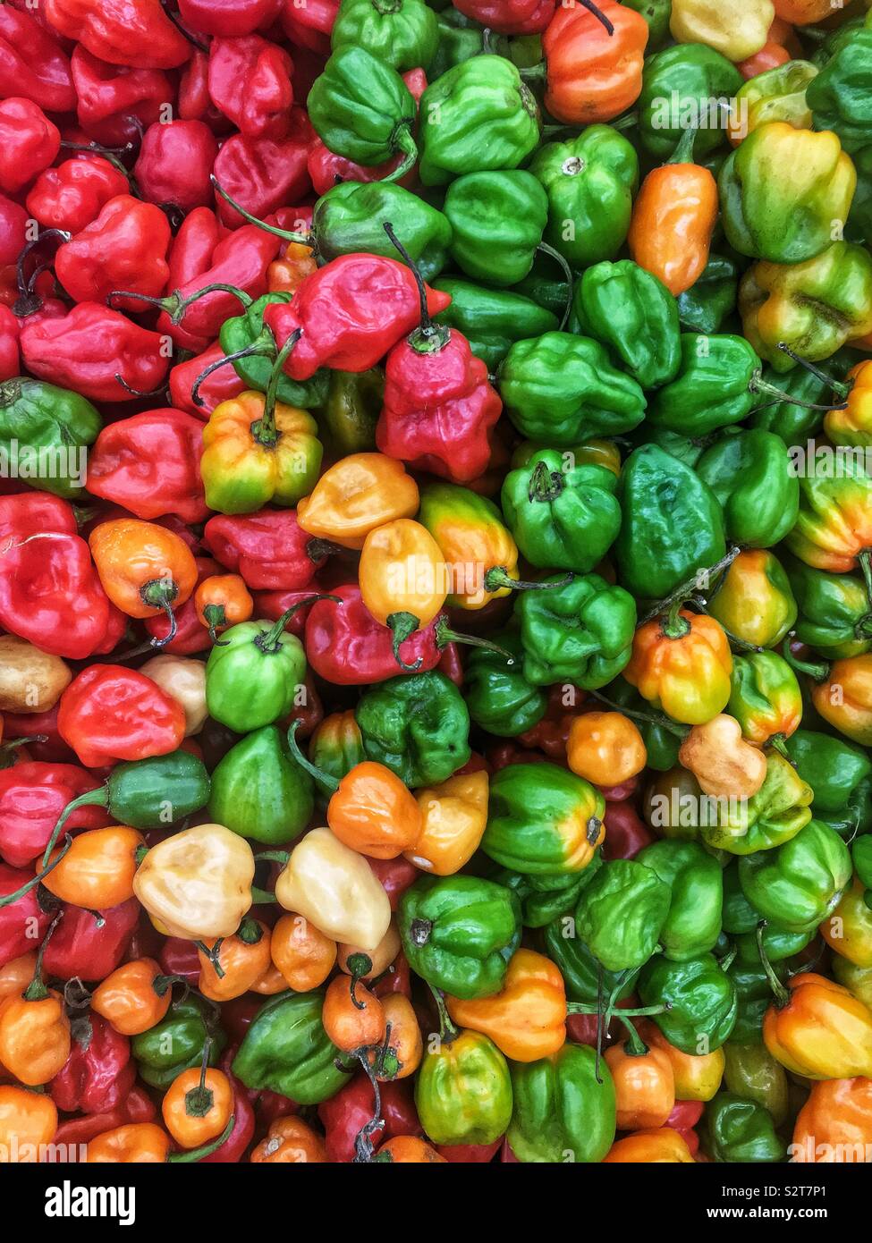 Variety of farm fresh spicy red, orange, yellow, and green habanero peppers. Stock Photo