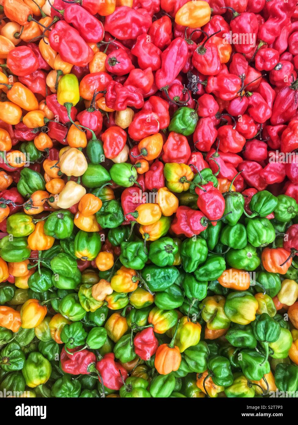 Variety of farm fresh spicy red, orange, yellow, and green habanero peppers. Stock Photo