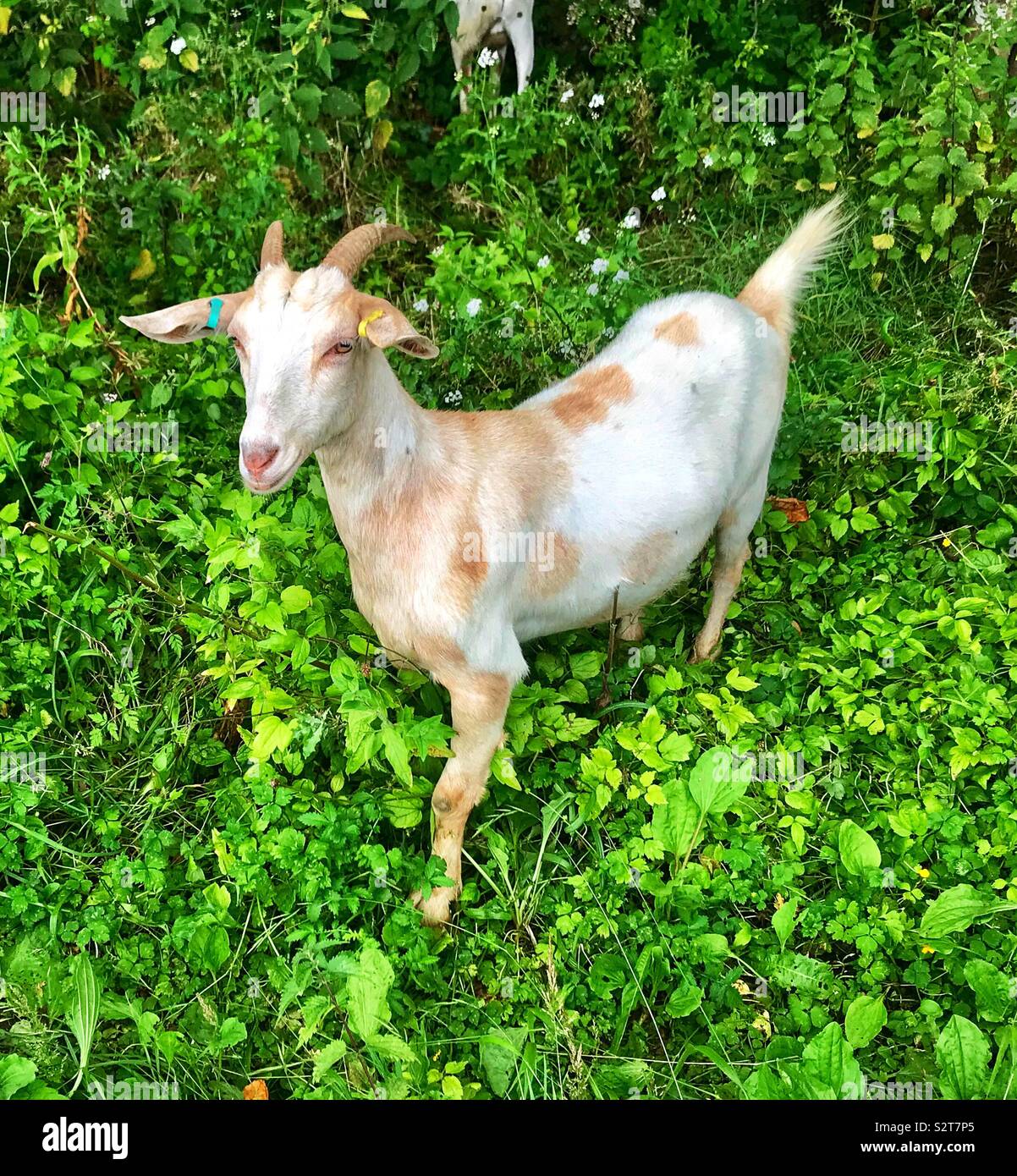 Street goats bristol Stock Photo