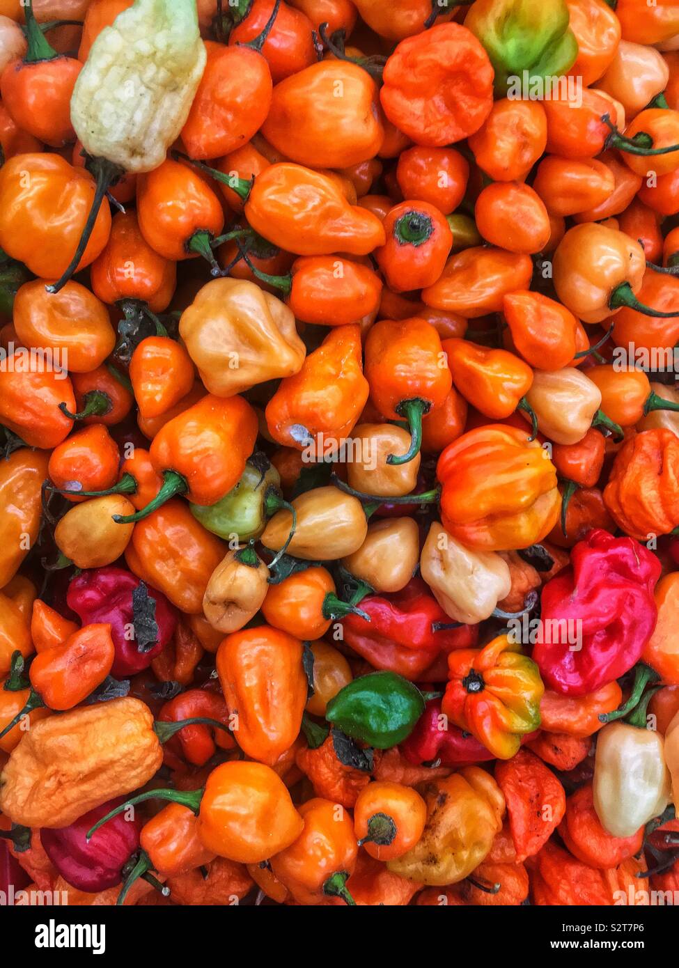 Variety of farm fresh spicy red, orange, yellow, and green habanero peppers. Stock Photo