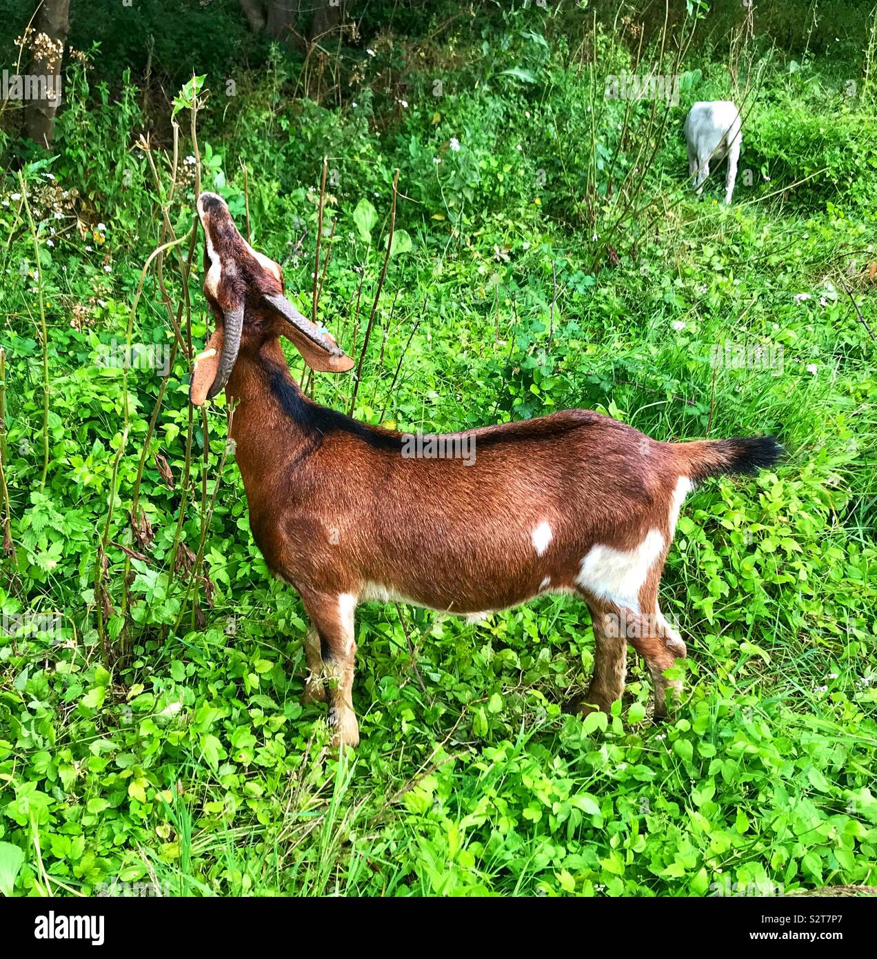 Street goats bristol - Smartphone Captured Stock Image