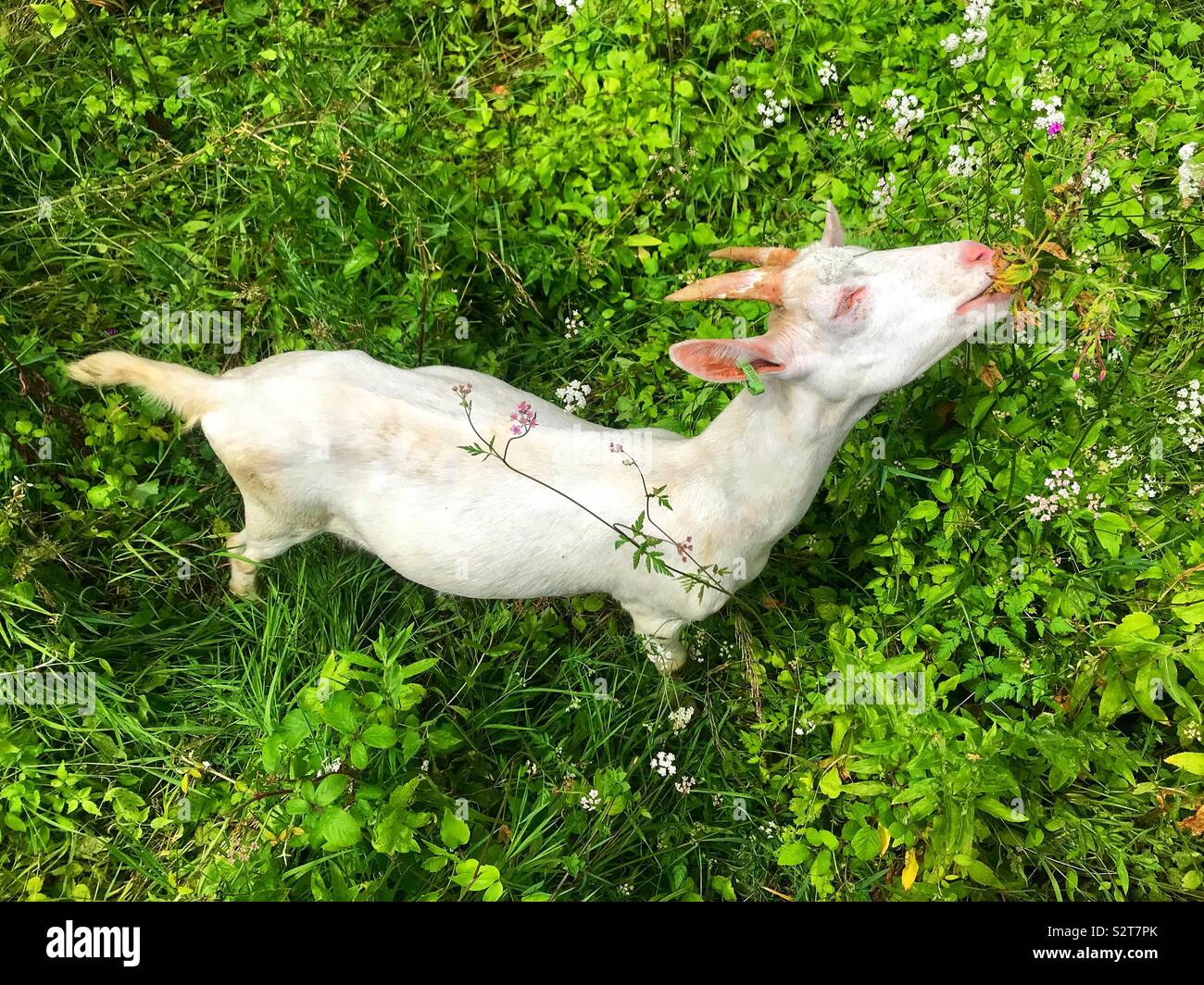 Street goats bristol - Smartphone Captured Stock Image