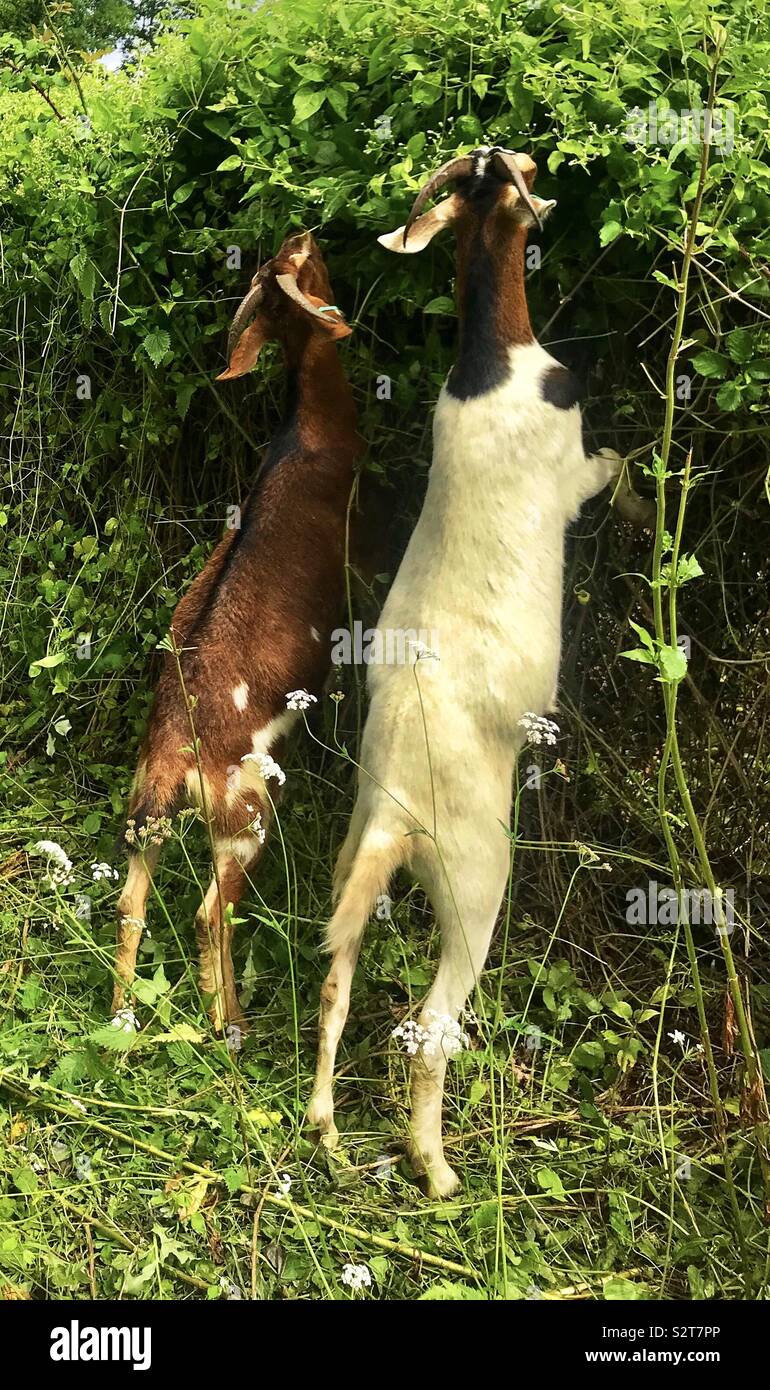 Street goats bristol - Smartphone Captured Stock Image