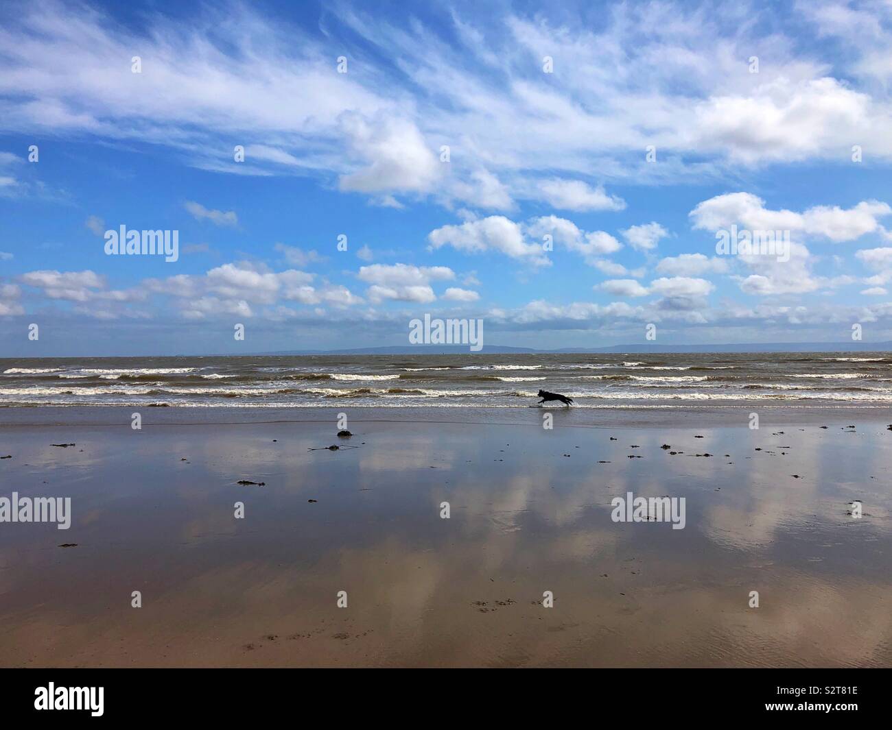 A black dog running wild over a South Wales beach. Stock Photo