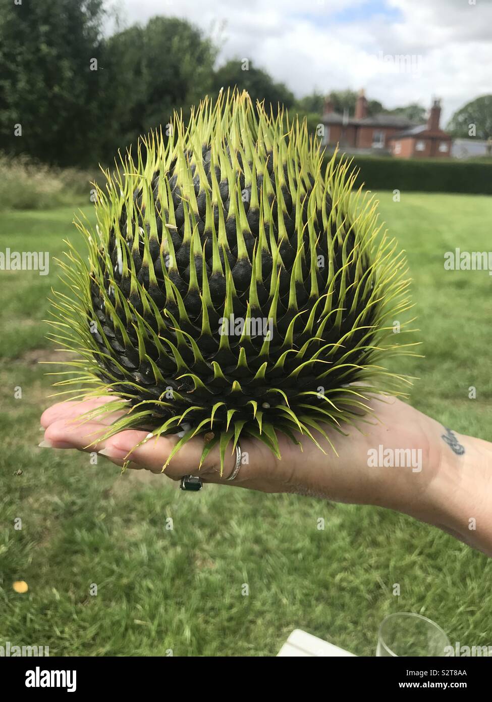 Monkey puzzle cone hi-res stock photography and images - Alamy