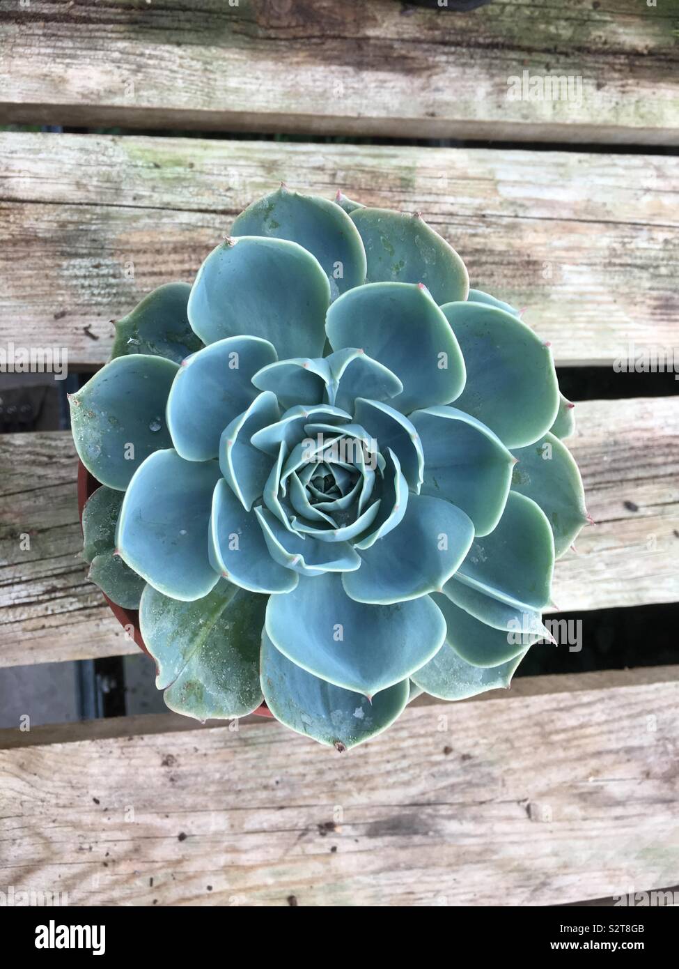 Top down view of a green succulent plant on a weathered wood background. - Smartphone Captured Stock Image