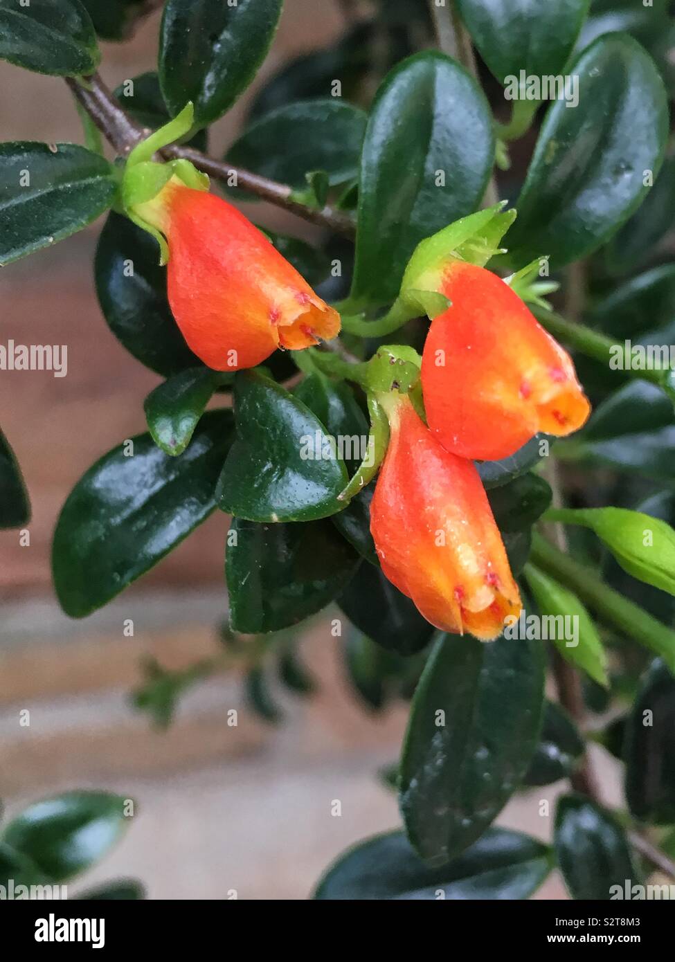 Distinctive orange Goldfish plant, guppy plant, Nematanthus nervosus. Stock Photo