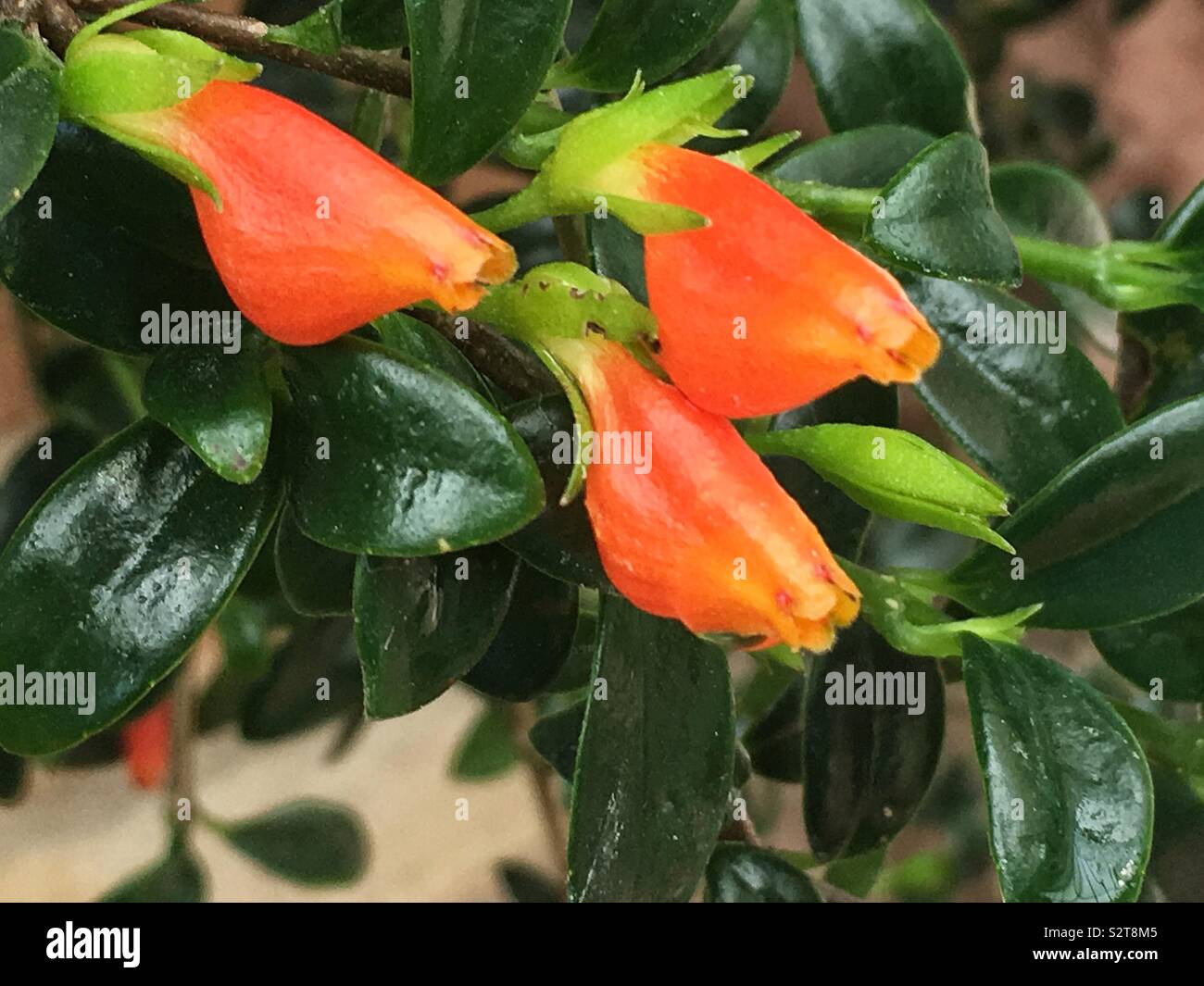 Distinctive orange Goldfish plant, guppy plant, Nematanthus nervosus. Stock Photo