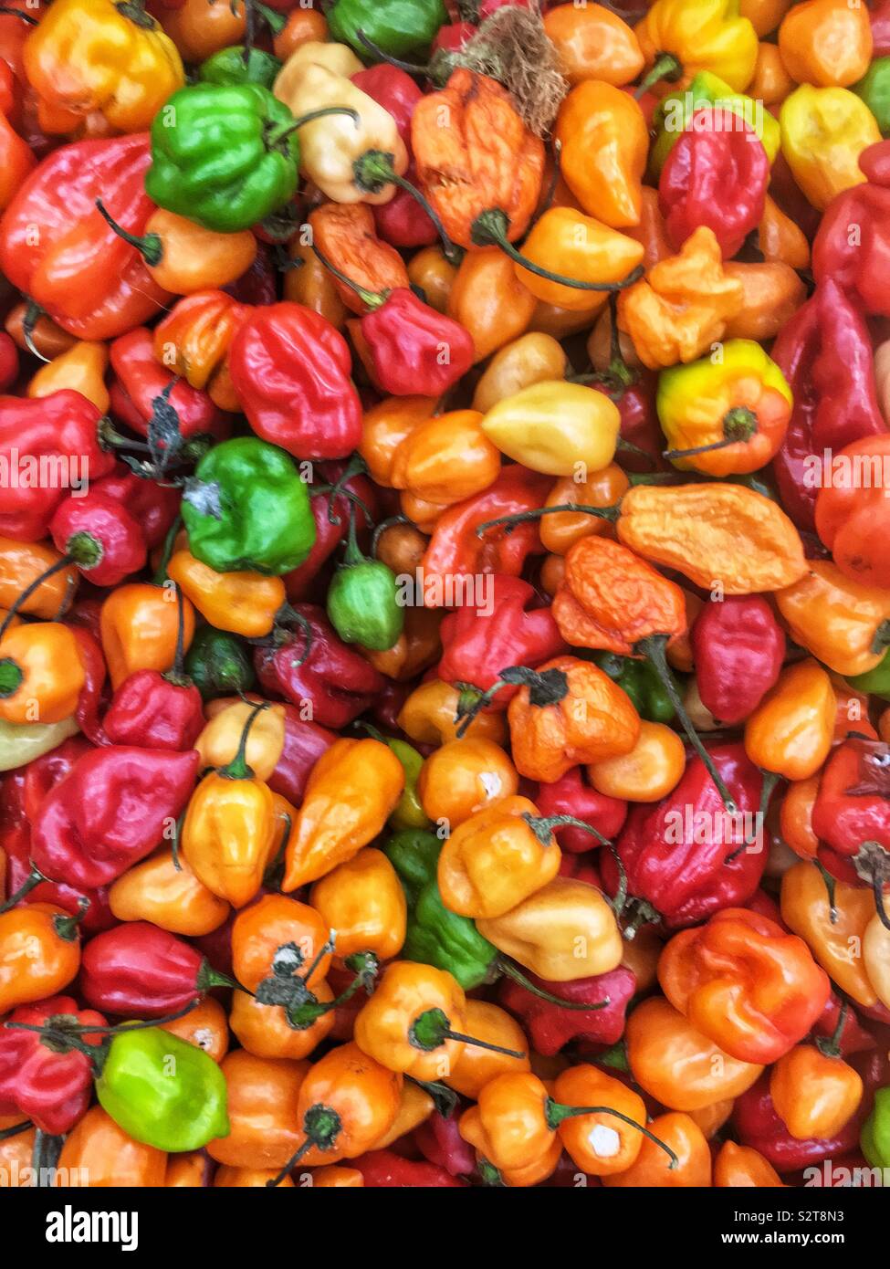 Variety of fresh colorful ripe hot and spicy habanero peppers. Stock Photo