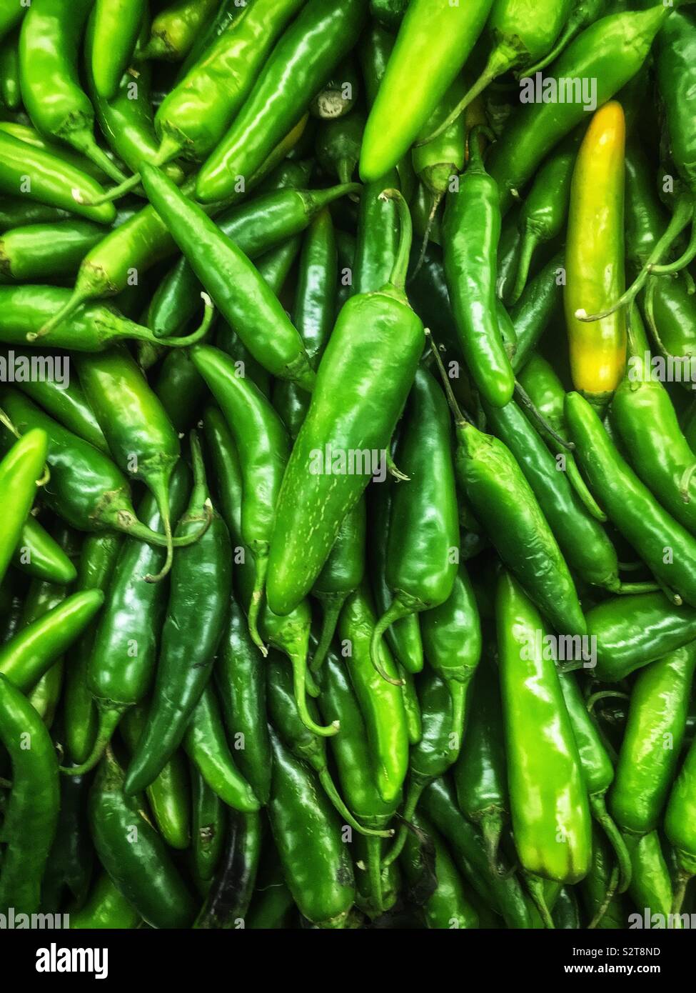 Fresh delicious Serrano peppers, capsicum annuum. Stock Photo