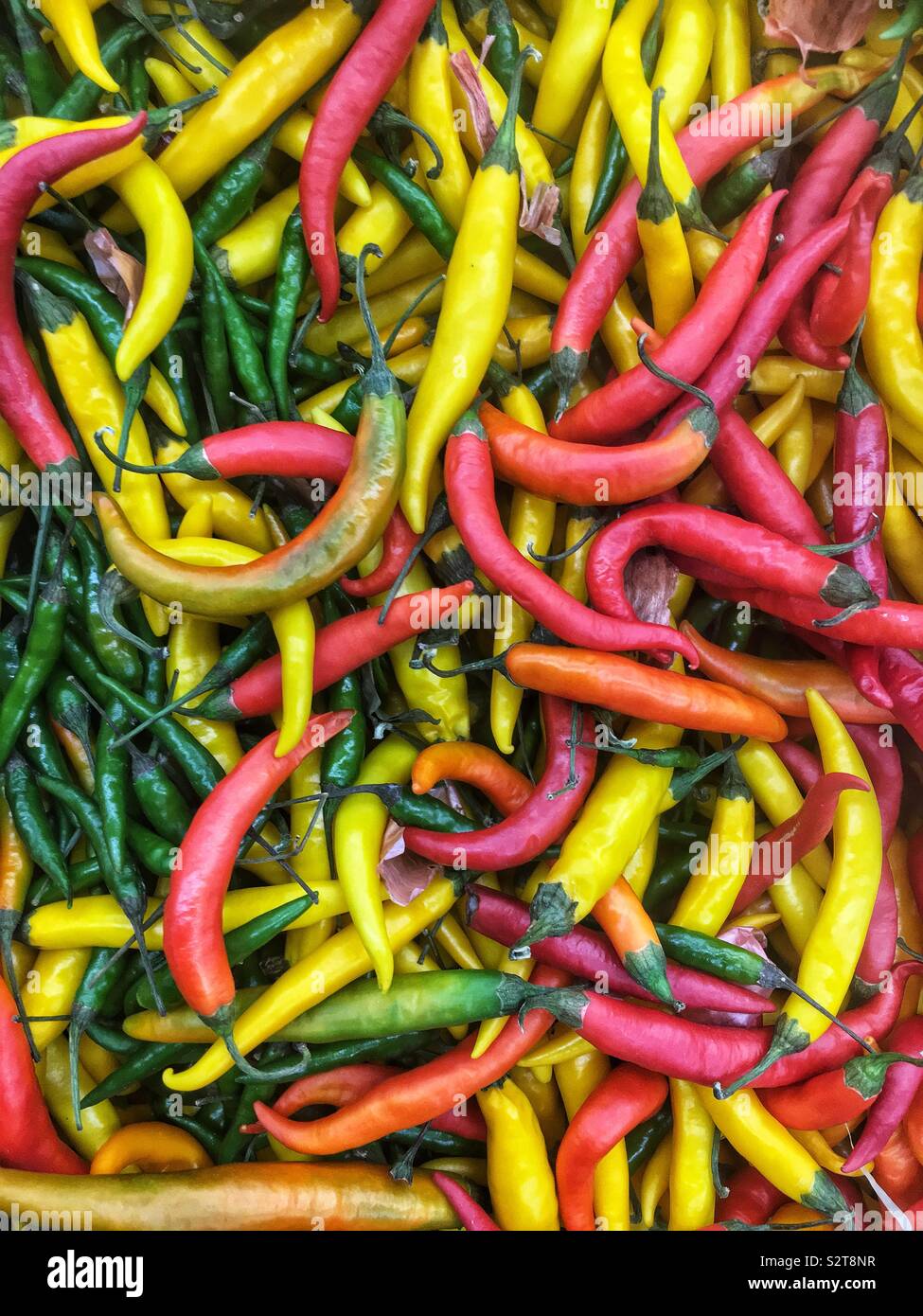 Full frame of ripe hot and spicy Indian gwala finger hot peppers. Stock Photo