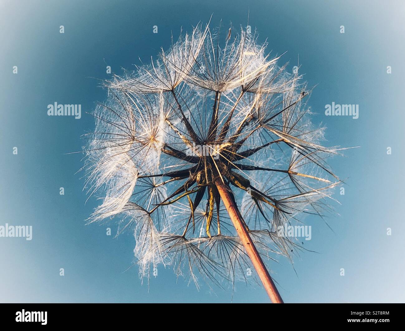 Dandelion clock seed head Stock Photo