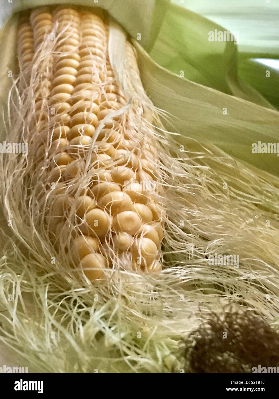 Corn on the Cob - Smartphone Captured Stock Image