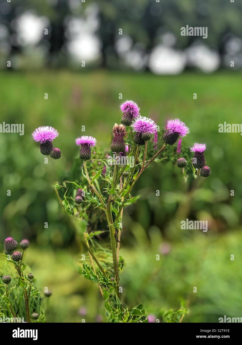 Scottish Thistle flower head - Smartphone Captured Stock Image