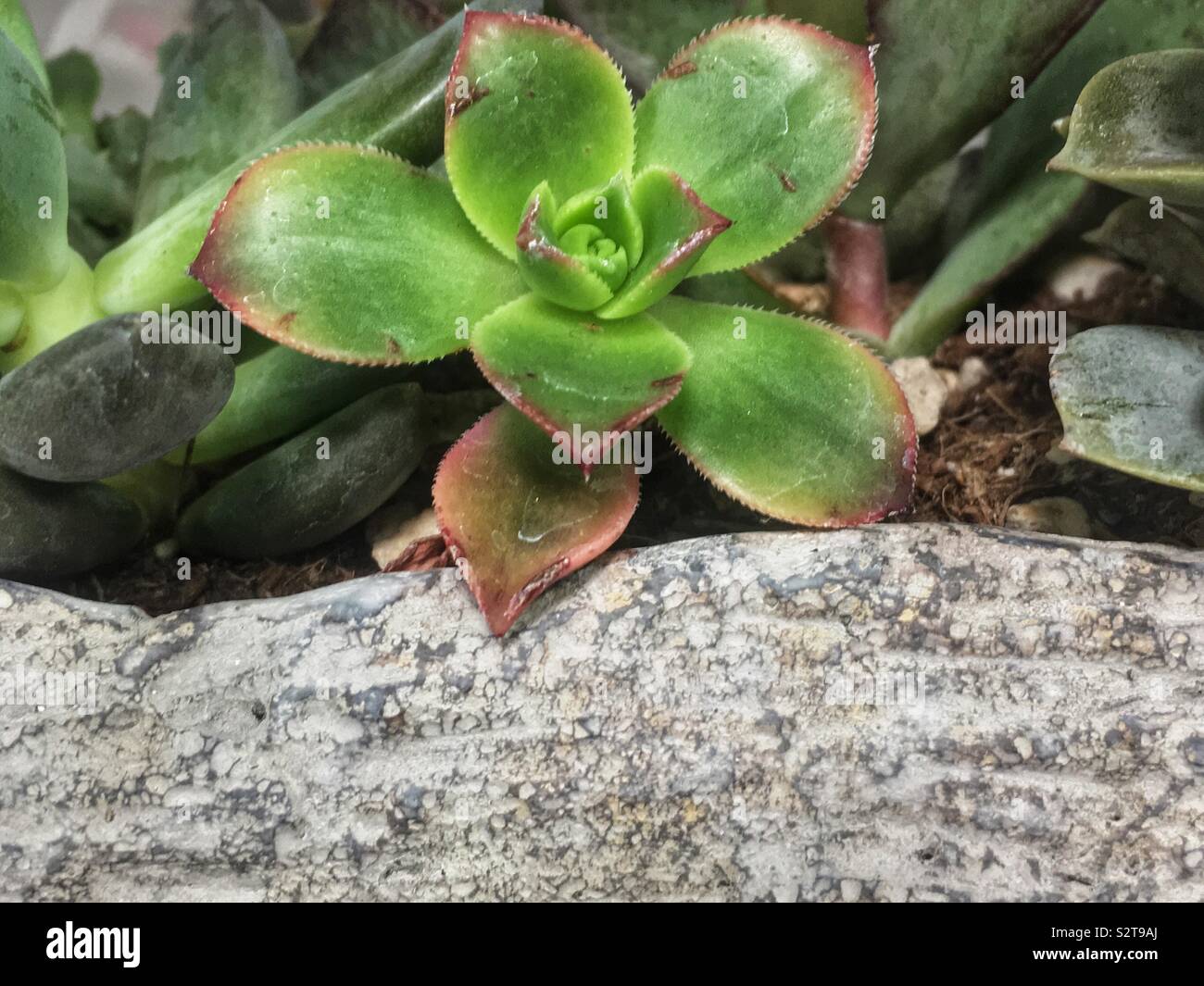 Succulent plant rock garden. - Smartphone Captured Stock Image