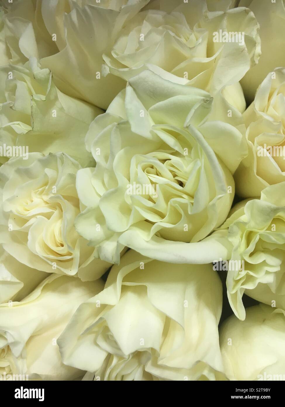 Beautiful fresh white roses. Stock Photo