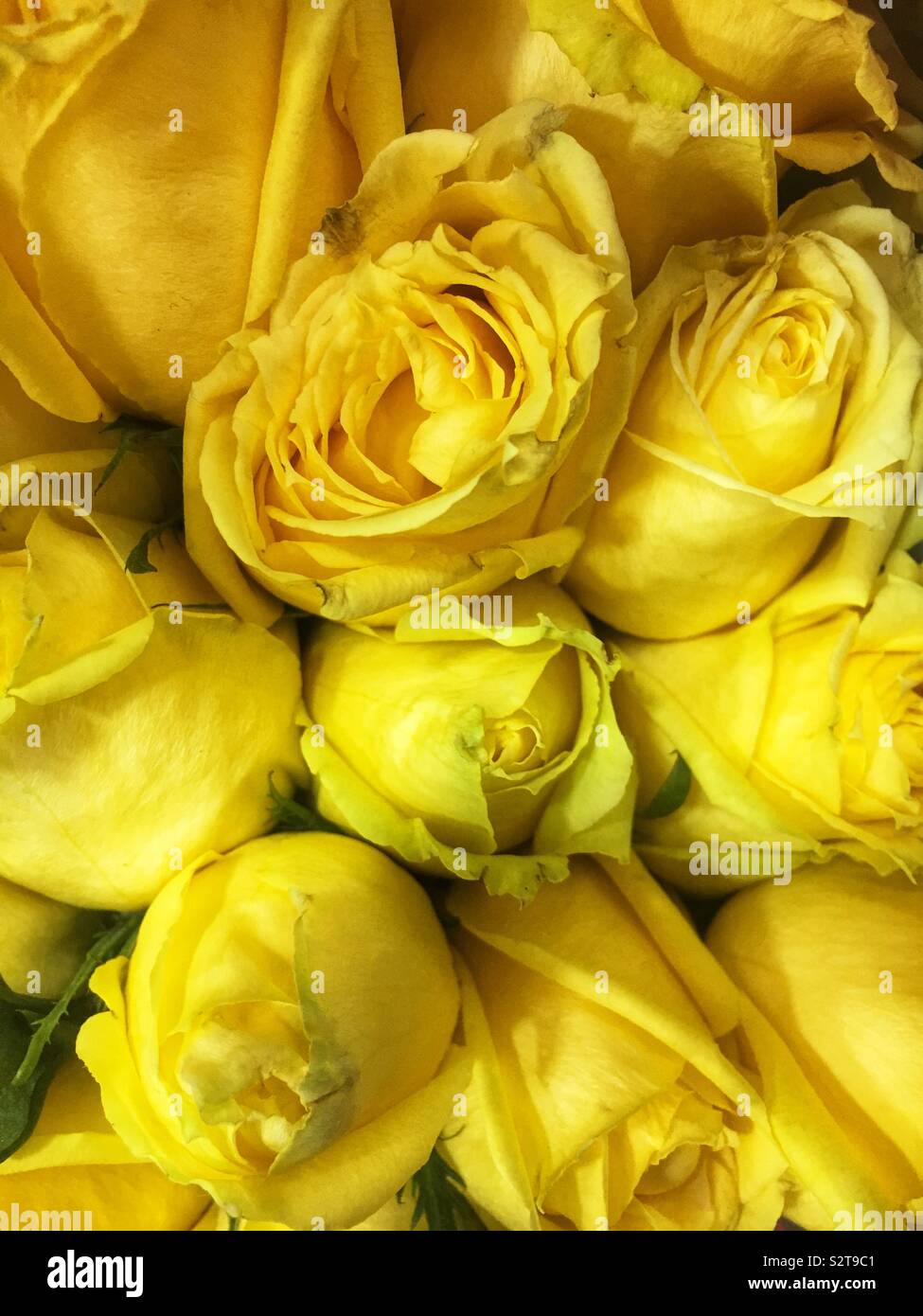 Fresh yellow roses. Stock Photo
