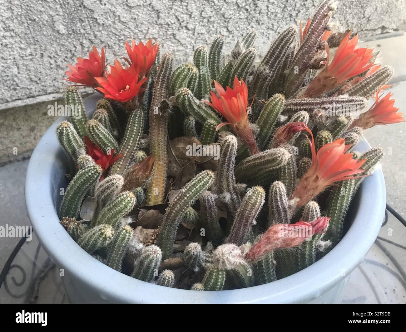 Blooming cactus Stock Photo