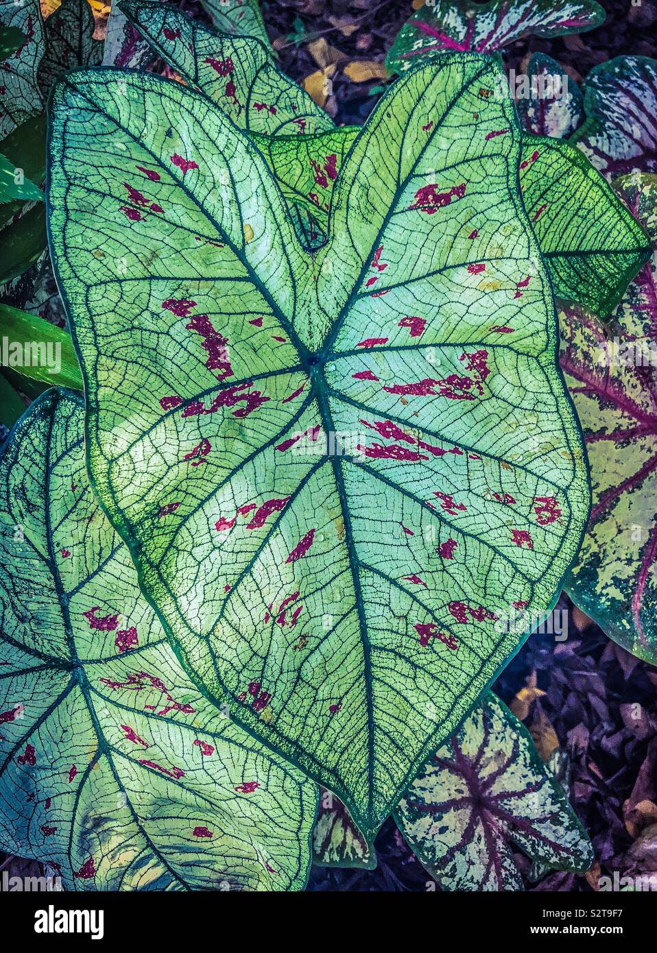 Colorful Caladium Leaf. West Palm Beach, Florida (July 21, 2019). Photo Credit: Ann M. Nicgorski. Stock Photo