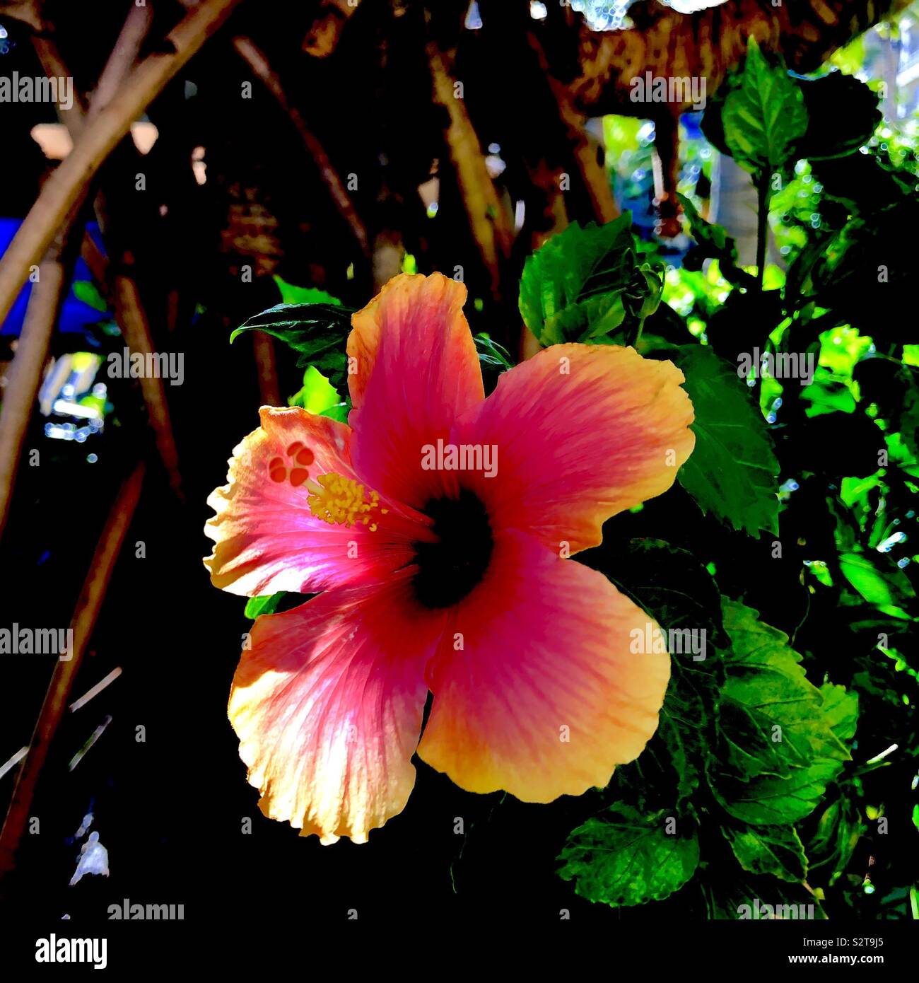 Hibiscus flower Stock Photo