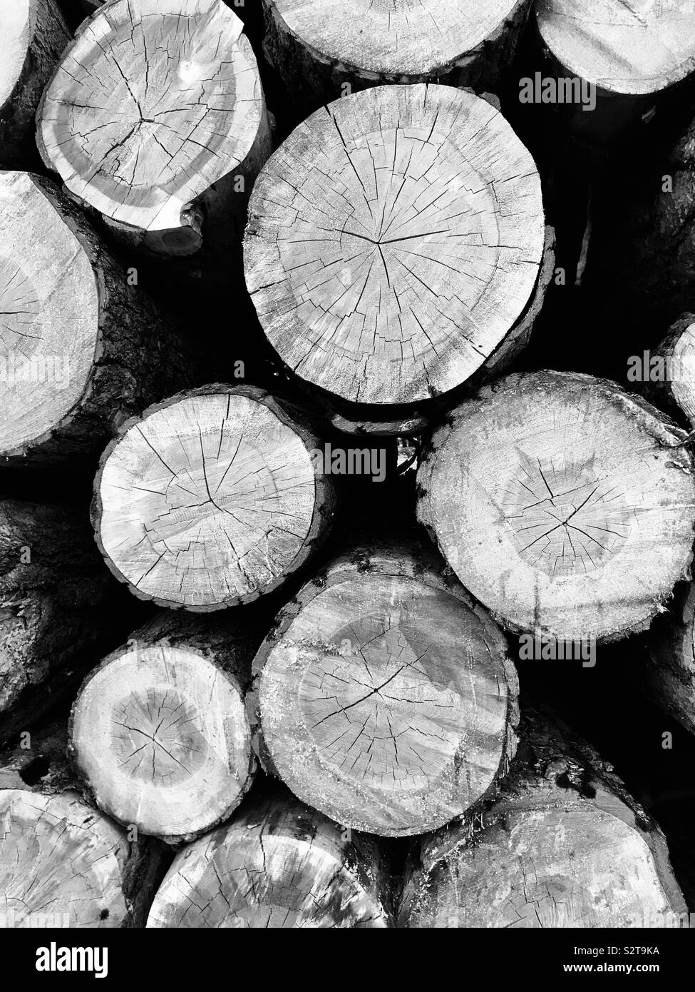 Ponderosa pine logs, cut and drying, in black and white - Smartphone Captured Stock Image