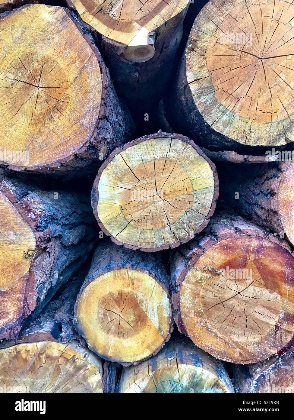 Ponderosa pine logs, cut and drying - Smartphone Captured Stock Image