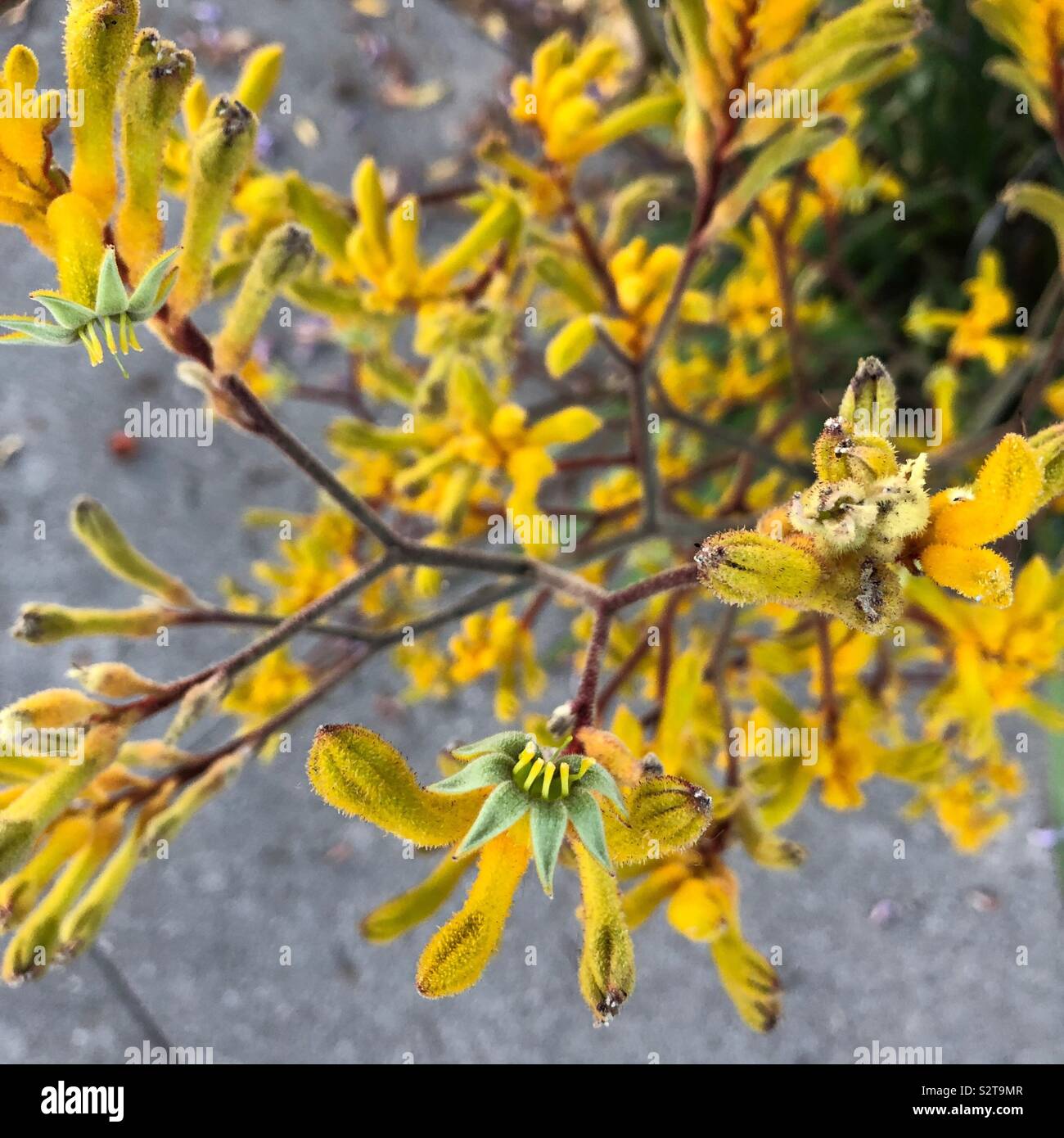 Flowering kangaroo paw Stock Photo Alamy