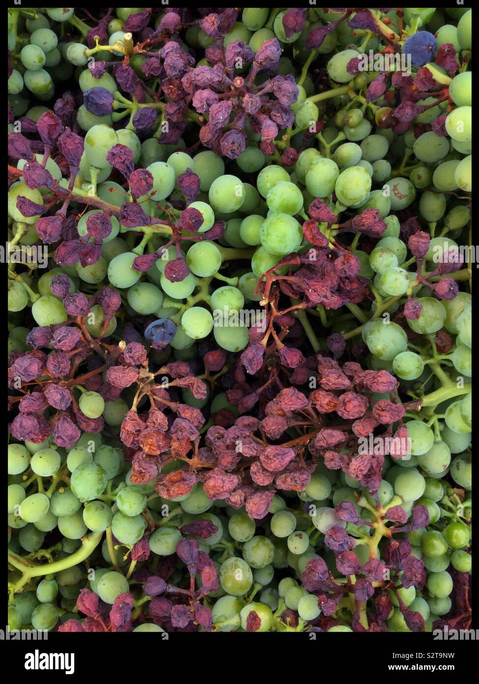 Removing damaged grapes caused by the 2019 heatwave, Catalonia, Spain. - Smartphone Captured Stock Image